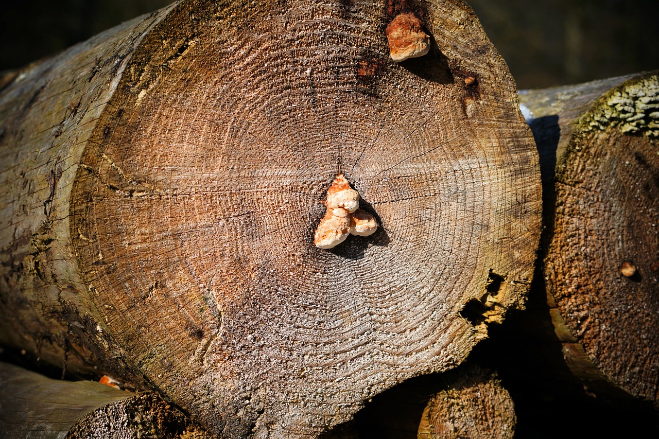 wood, tribe, mushroom-3194441.jpg